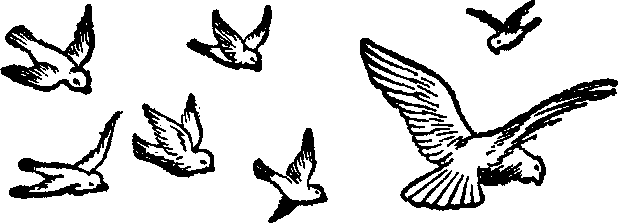 Flying bird clipart black and white
