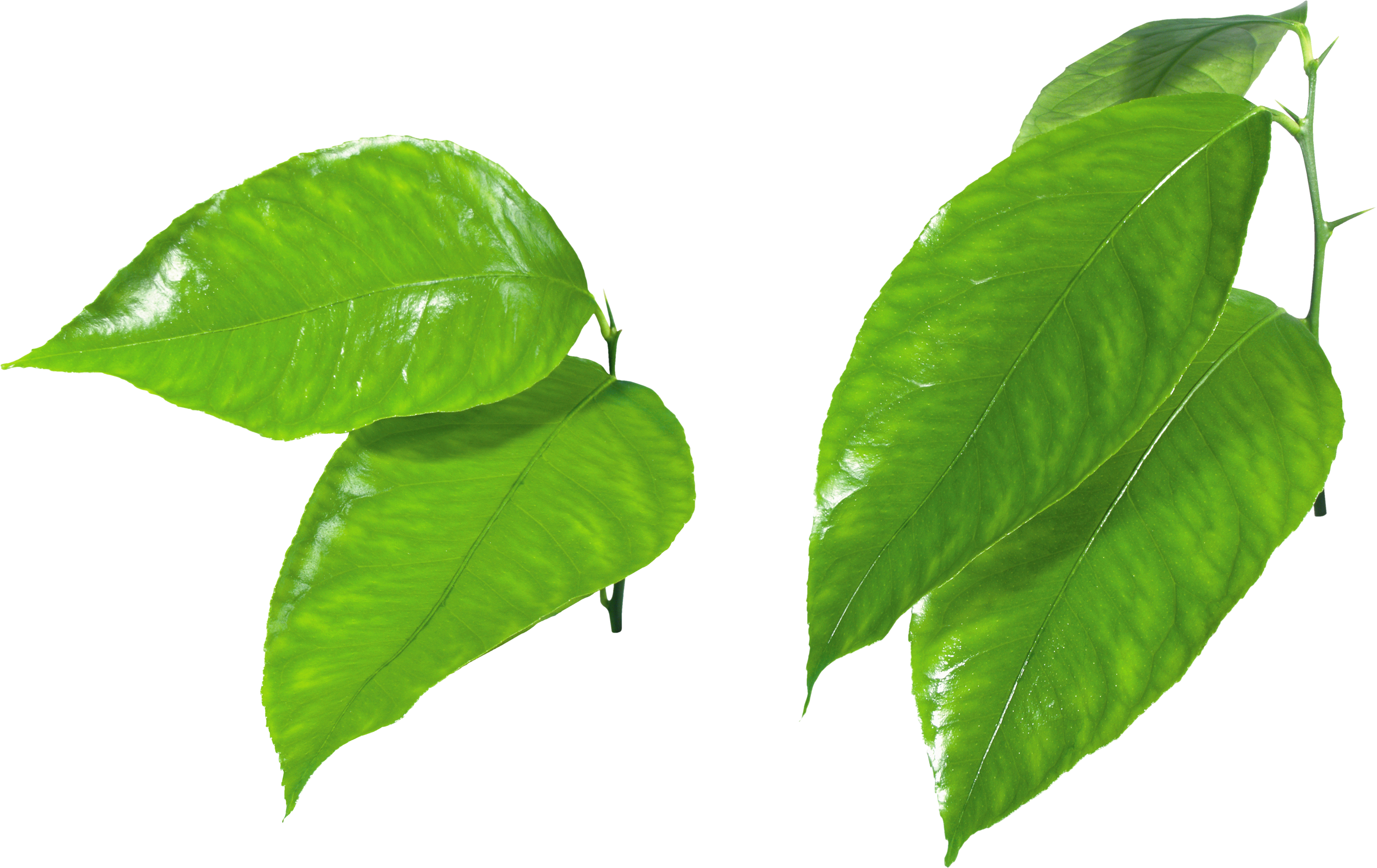 Green leaves PNG images free download pictures