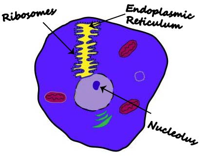 Animal Cell Diagram