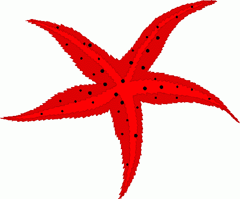 Starfish clipart images