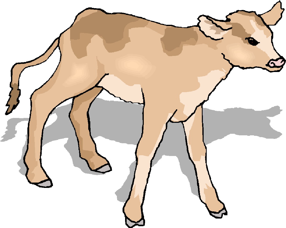 Baby Cow Clipart | Free Download Clip Art | Free Clip Art | on ...