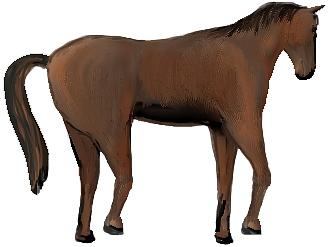 Picture Of Horses Ass - ClipArt Best