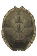 Image - Sharpened Turtle Shell Shield.png - Nodiatis Wiki ...