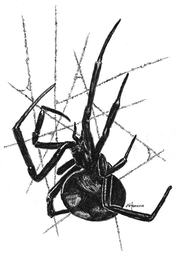 Black Widow Spider Drawing Black And White