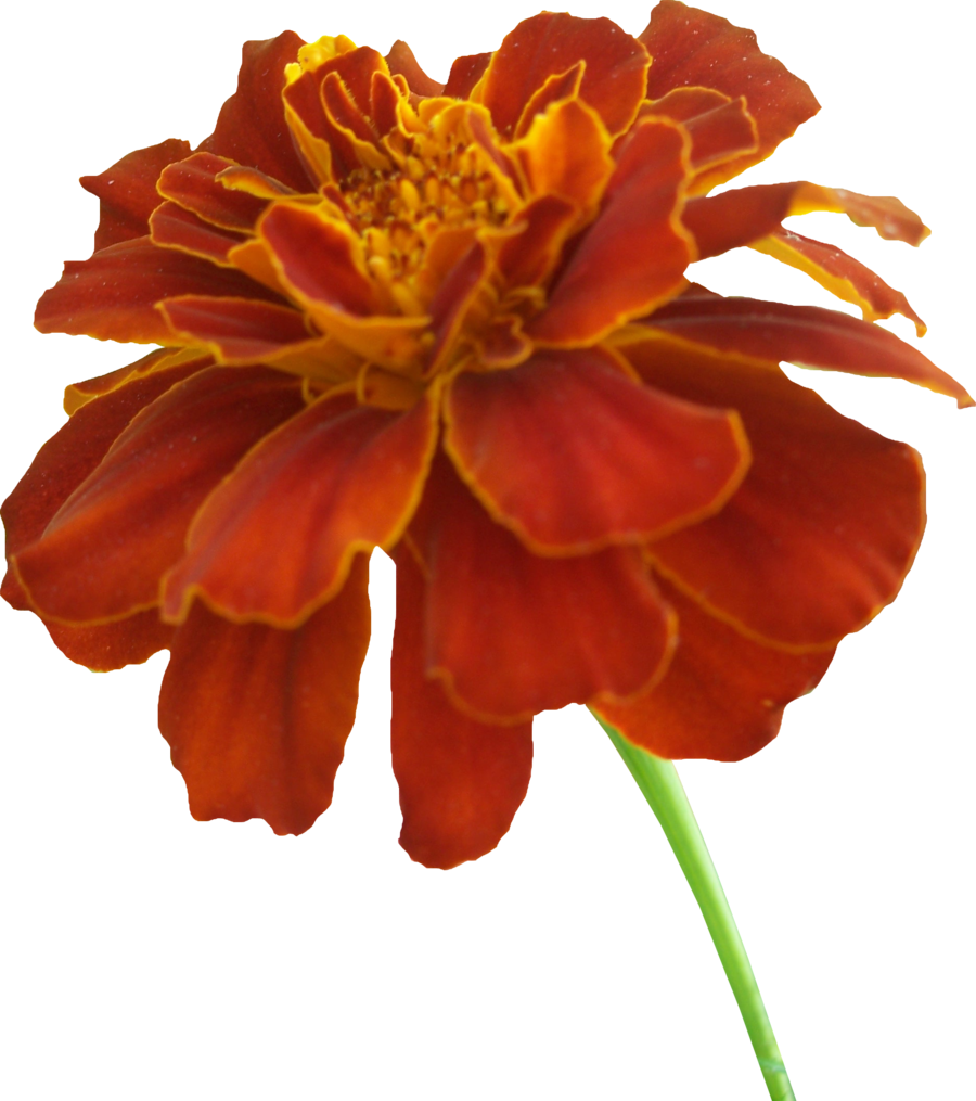 Marigold Clipart