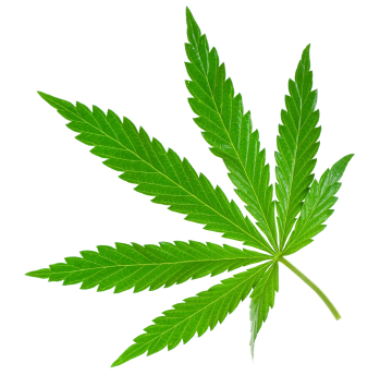 Cannabis Marijuana Leaf Clipart#2233788