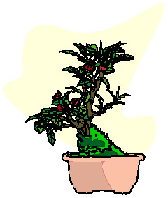 Bonsai Tree Clipart - ClipArt Best