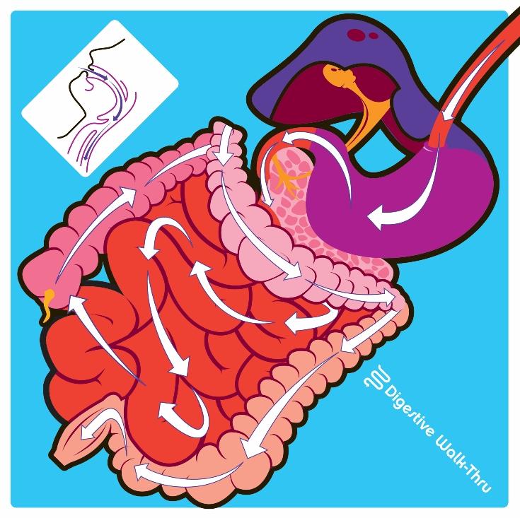 Digestive System Walk-Thru | Learn To Play Toys