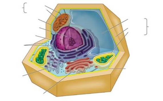 Label Parts Of A Cell - ClipArt Best