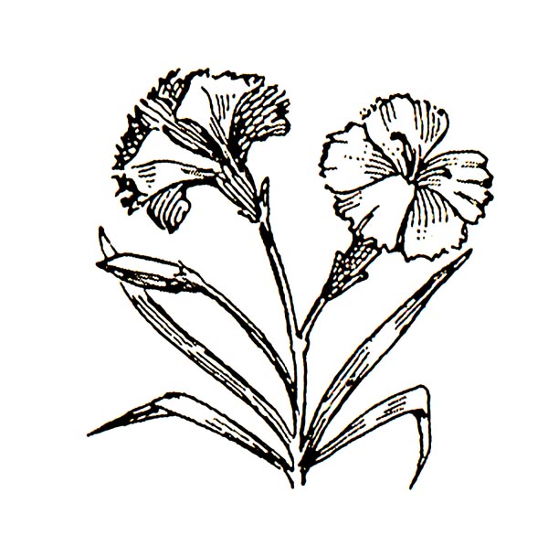Carnation Black And White Clip Art - ClipArt Best