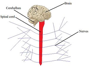 Organ system - Simple English Wikipedia, the free encyclopedia