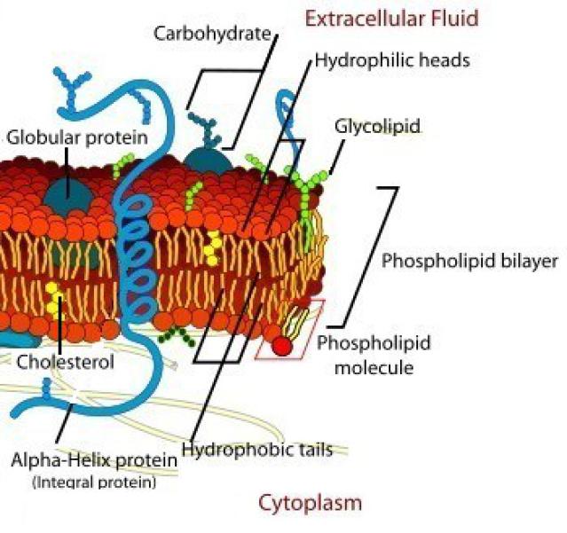 Animal Cell Model Diagram Project Parts Structure Labeled Coloring ...