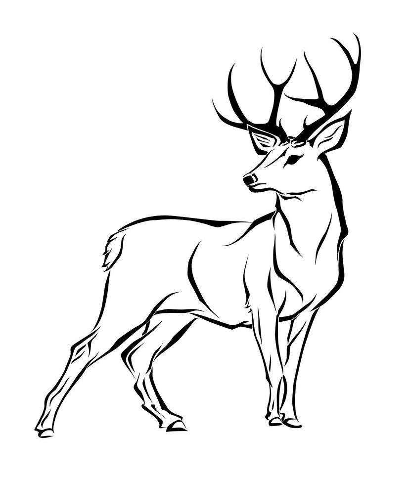 1000+ images about Reference-Deer