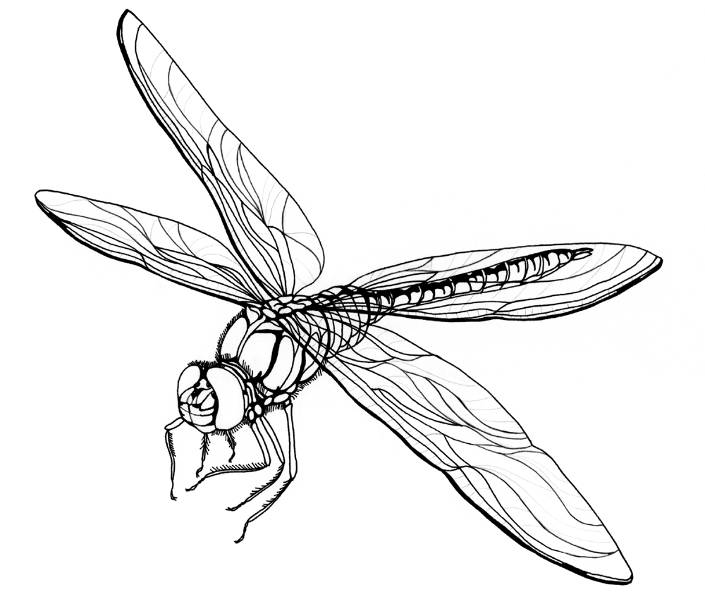 Funny Dragonfly Coloring Page - deColoring