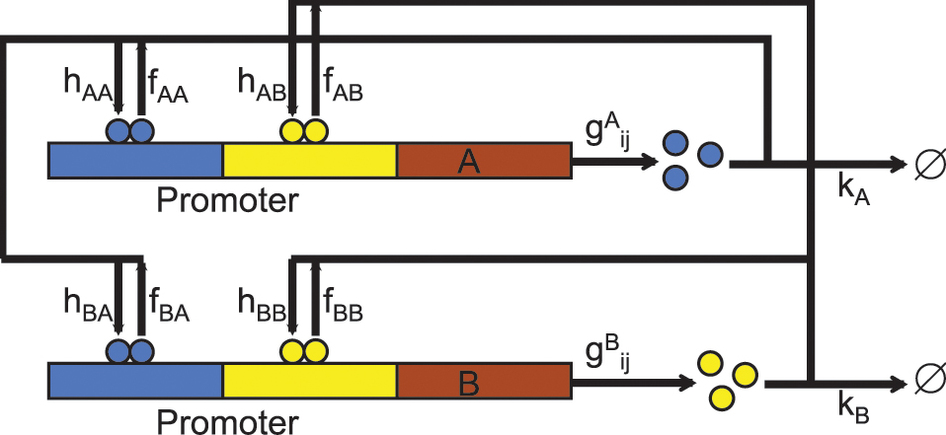 Network diagram of canonical gene regulatory circuit of two ...