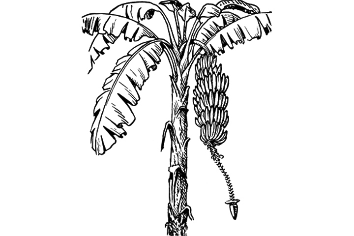 banana tree leaf Colouring Pages