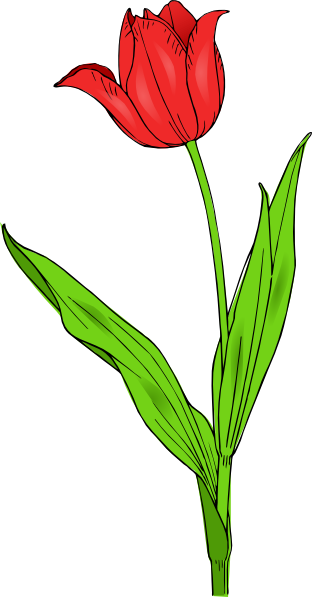 Red tulip clipart