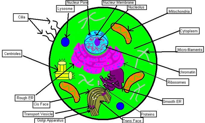 Animal Cell Diagram Unlabeled Clipart Best