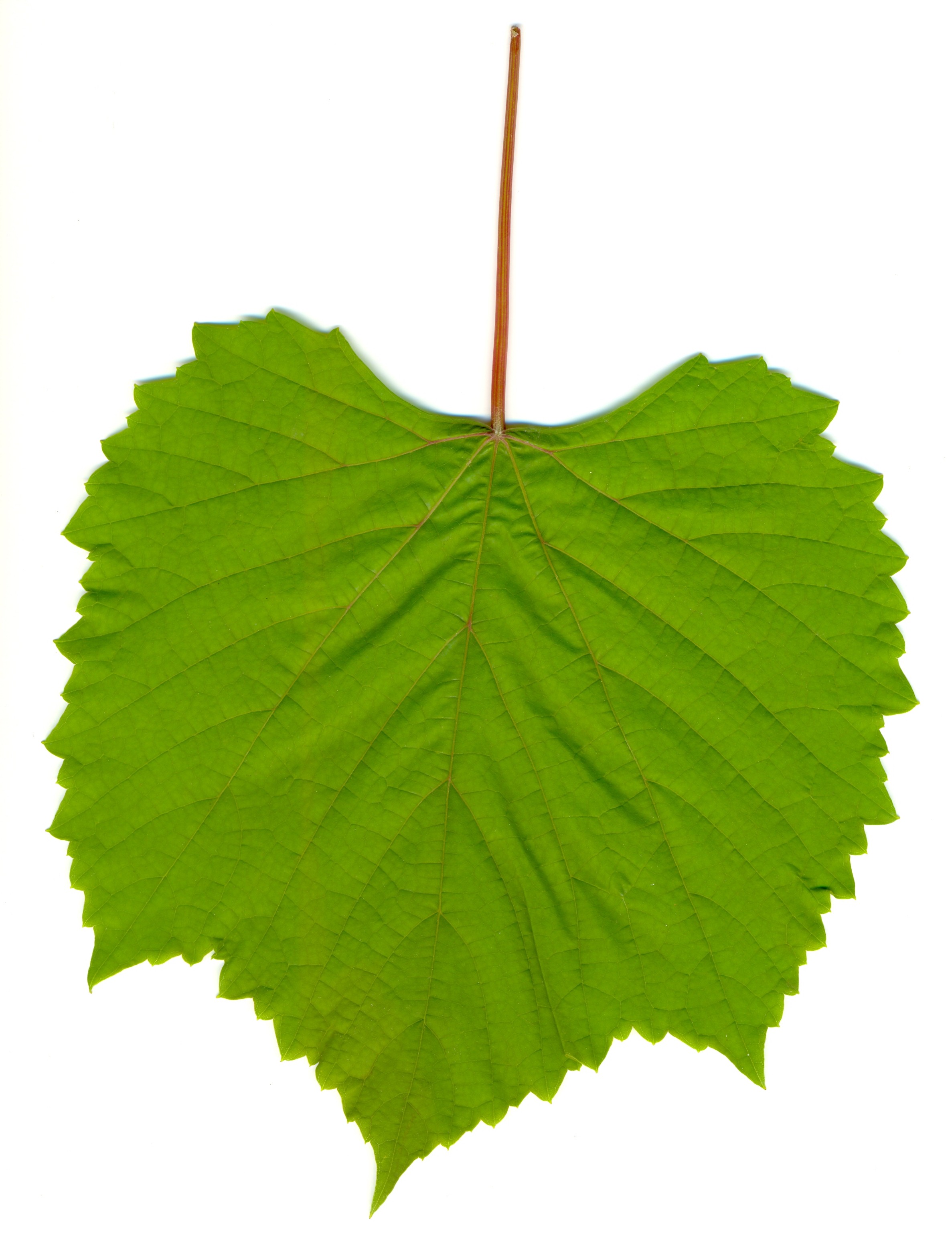 Grape leaf 01.jpg