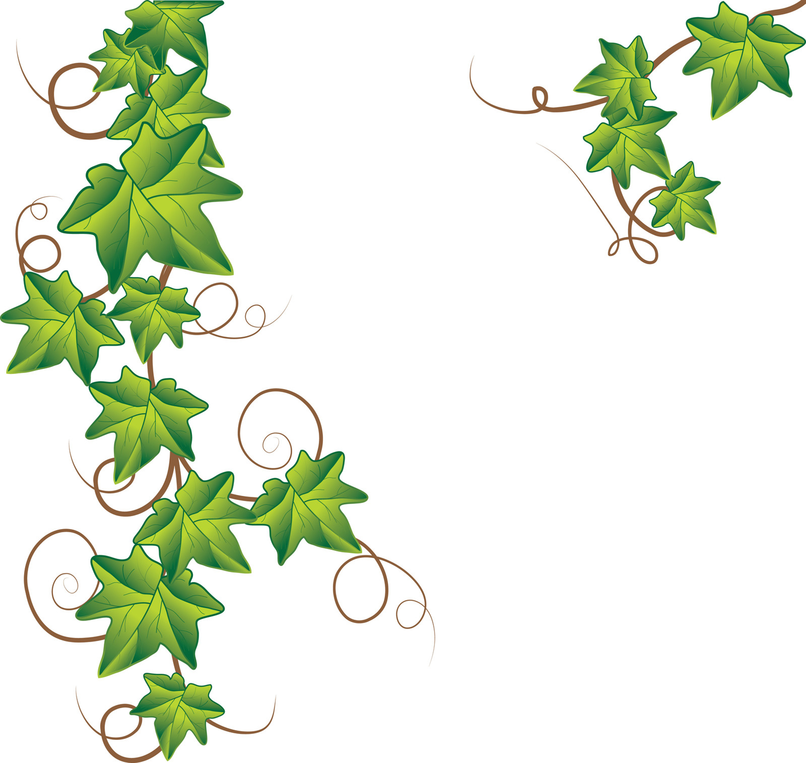 Vine Clip Art to Download - dbclipart.com