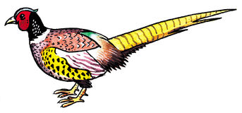 Pheasant Clip Art - Tumundografico