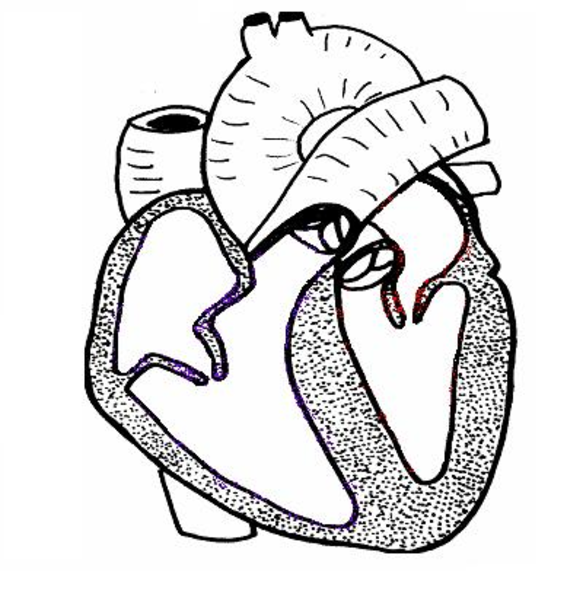 Heart Structure Unlabelled Clipart - ClipArt Best