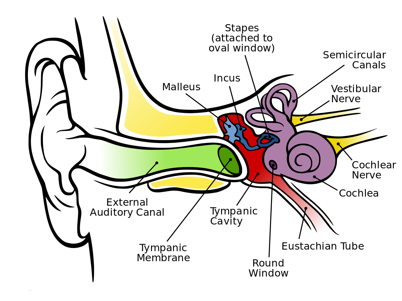 Auditory system - Wikipedia