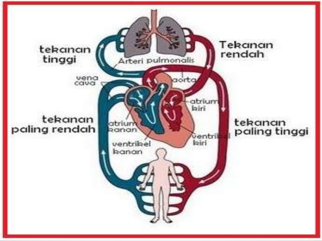 Sistem peredaran darah pada manusia