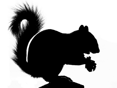 Silhouette Of Squirrel - ClipArt Best