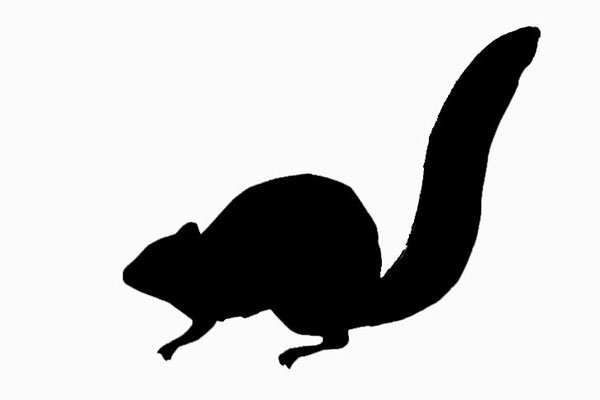 Squirrel Silhouette - Clipartion.com