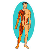 Free Anatomy Animated Clipart - Anatomy Animated Gifs - Flash ...