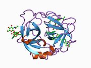 Neutrophil elastase