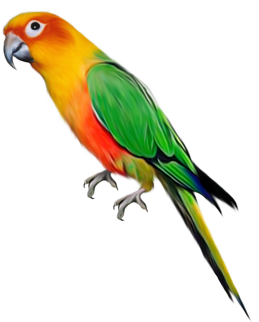 Pet Parrot Clipart