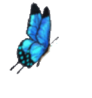 Flying Butterfly Gif - ClipArt Best
