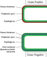 Bacterial Cell Wall Structure: Gram-positive & negative