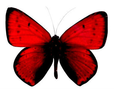 The Red Butterfly