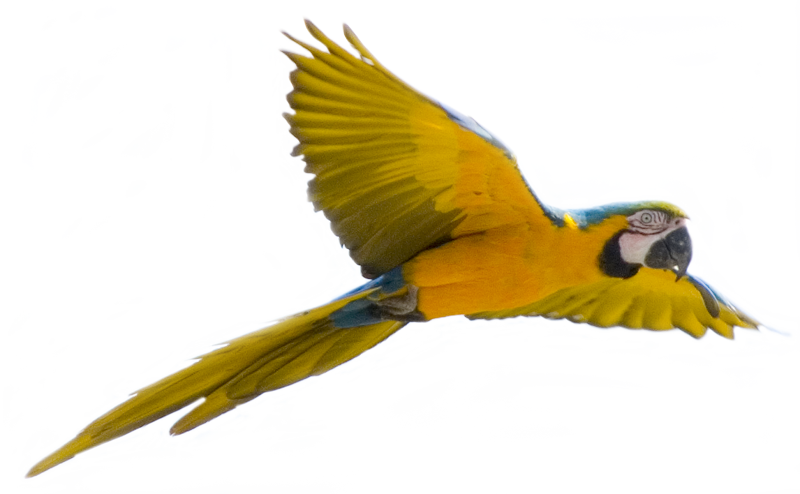 Parrot Flying - ClipArt Best