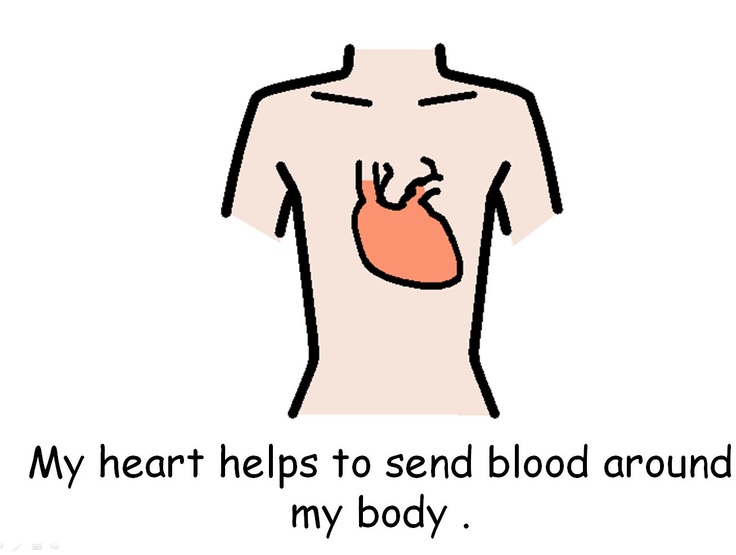 1000+ images about Simple Science - The Human Body - ClipArt Best