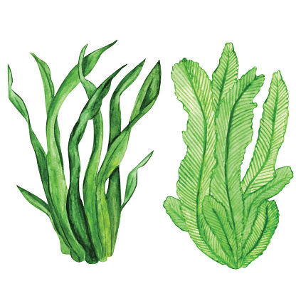 Seaweed Clip Art, Vector Images & Illustrations