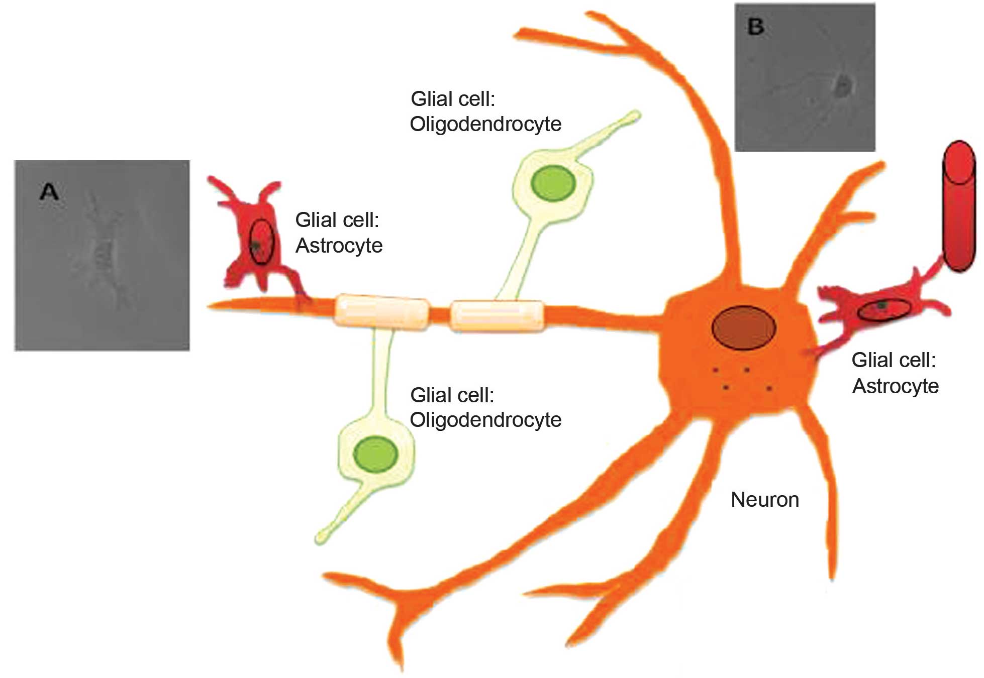 Comparison of the radiosensitivities of neurons and glial cells ...