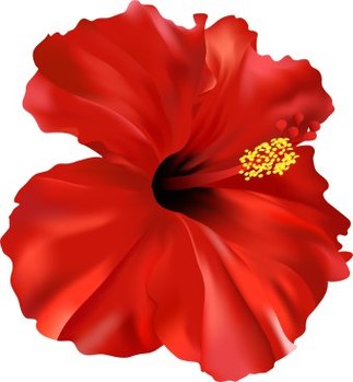 Hibiscus Art Clipart - Free to use Clip Art Resource