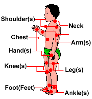 The Human Body and Anatomy Vocabulary - Learn English Vocabulary