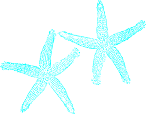 Starfish Clip Art Outline - Free Clipart Images