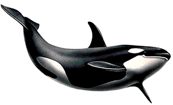 Orca Clip Art - Tumundografico