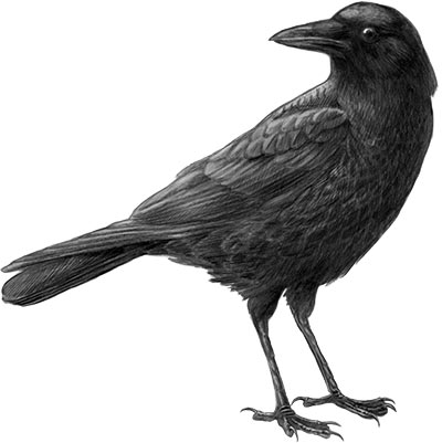 Crow Draw - ClipArt Best