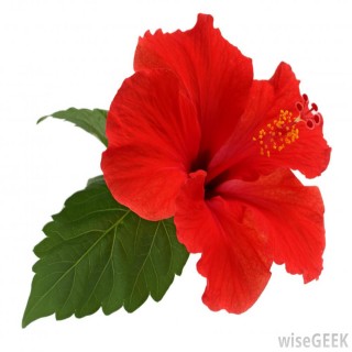 Hibiscus Variety Hibiscus Graff Flower Color Deep Red Pink Yellow ...