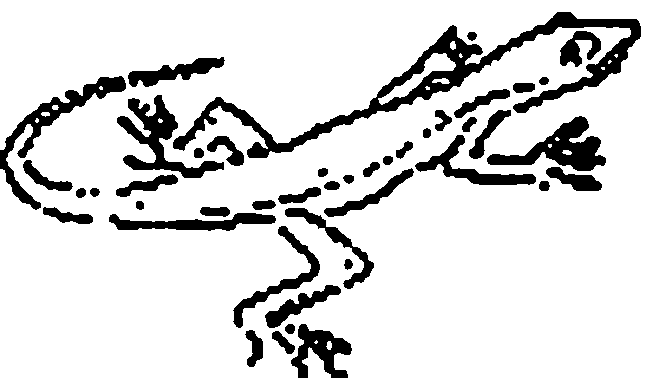 Lizards coloring pages