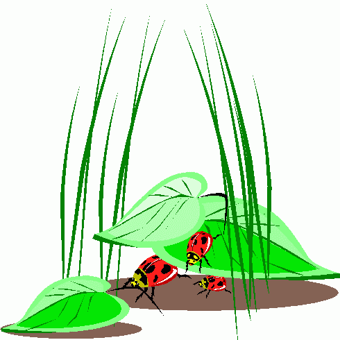 ladybugs clipart - ladybugs clip art