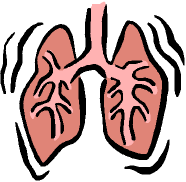 Clipart respiratory system