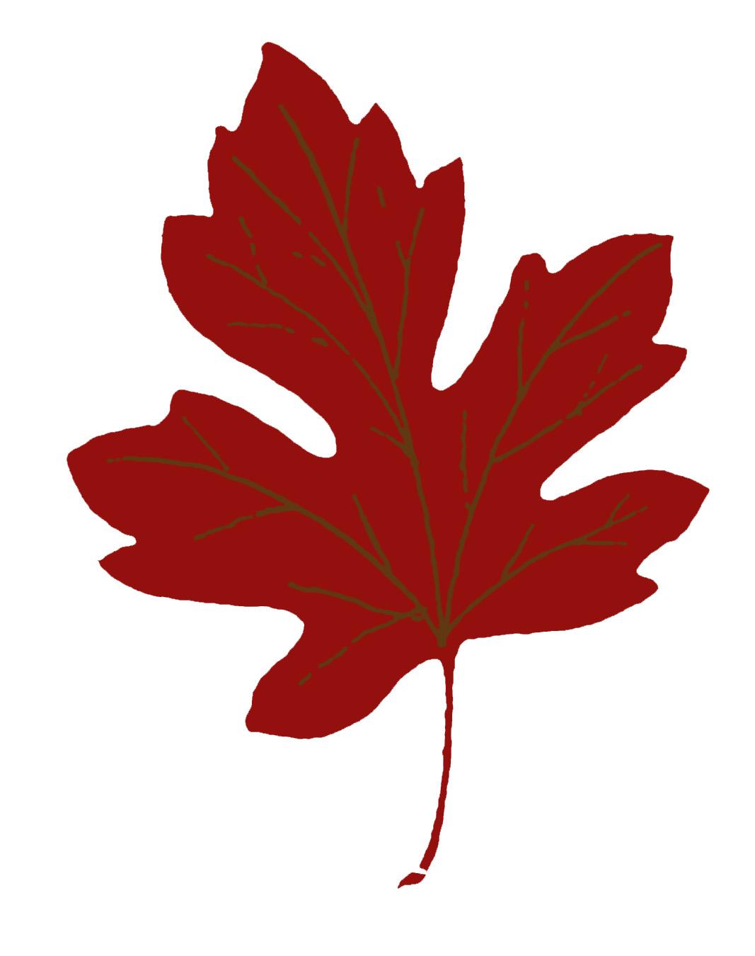 22+ Maple Leaves Clipart